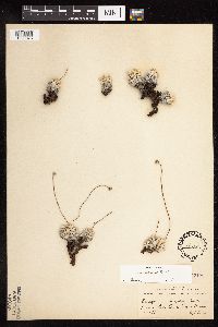 Eriogonum ovalifolium var. depressum image