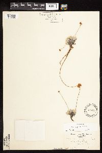Eriogonum ovalifolium var. depressum image