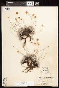 Eriogonum ovalifolium var. depressum image