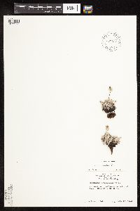 Eriogonum ovalifolium var. depressum image
