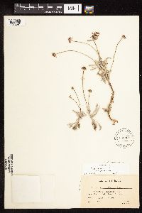 Eriogonum pauciflorum image