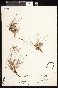 Eriogonum pauciflorum image