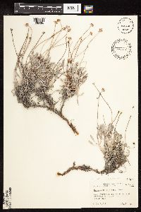 Eriogonum pauciflorum image