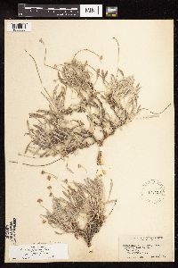 Eriogonum pauciflorum image