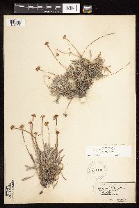 Eriogonum pauciflorum image