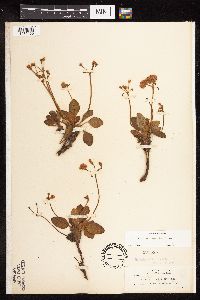 thumbnail image of current specimen