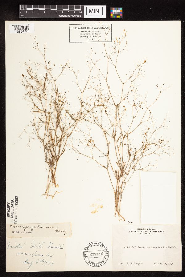 Eriogonum spergulinum image