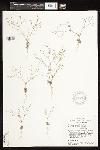 Eriogonum spergulinum image