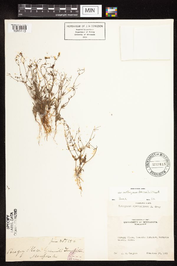 Eriogonum spergulinum var. reddingianum image