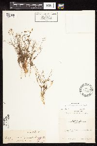 Eriogonum spergulinum image