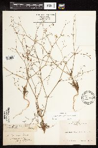 Eriogonum spergulinum image