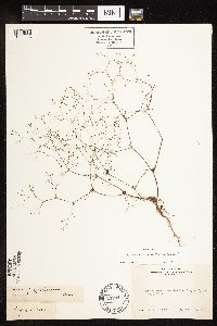 Eriogonum spergulinum image