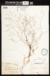 Eriogonum spergulinum image