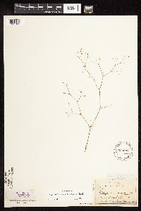 Eriogonum spergulinum image
