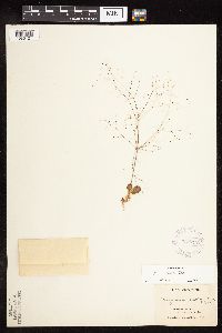 thumbnail image of current specimen