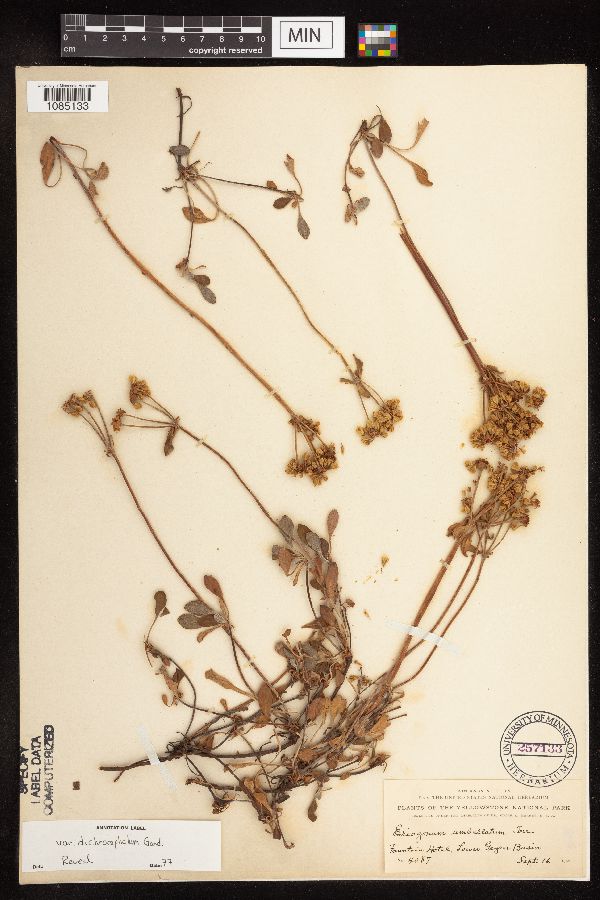 Eriogonum umbellatum var. dichrocephalum image