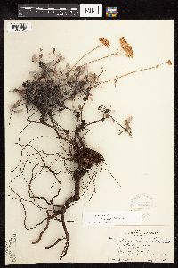 thumbnail image of current specimen