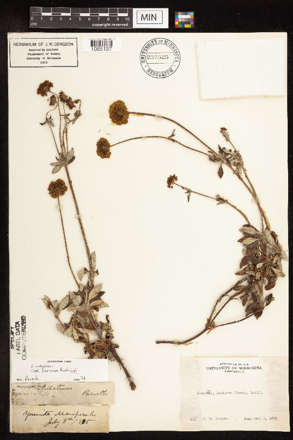 Eriogonum umbellatum var. furcosum image