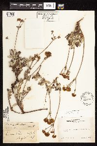 Image Associated With the Occurrence