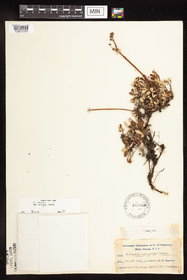 Eriogonum umbellatum var. majus image