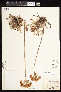 Eriogonum umbellatum var. majus image