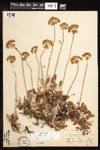 Eriogonum umbellatum var. majus image