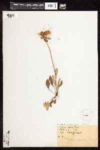 Eriogonum umbellatum var. majus image