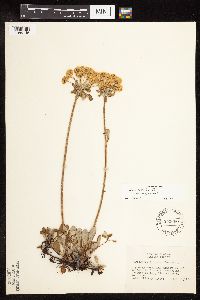 Eriogonum umbellatum var. majus image
