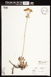 Eriogonum umbellatum var. majus image