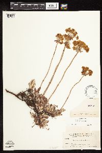 Eriogonum umbellatum var. majus image