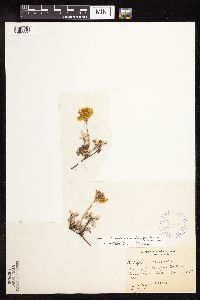 thumbnail image of current specimen