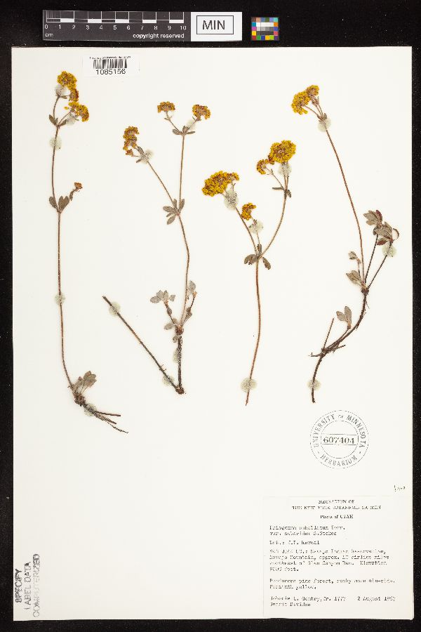 Eriogonum umbellatum var. subaridum image