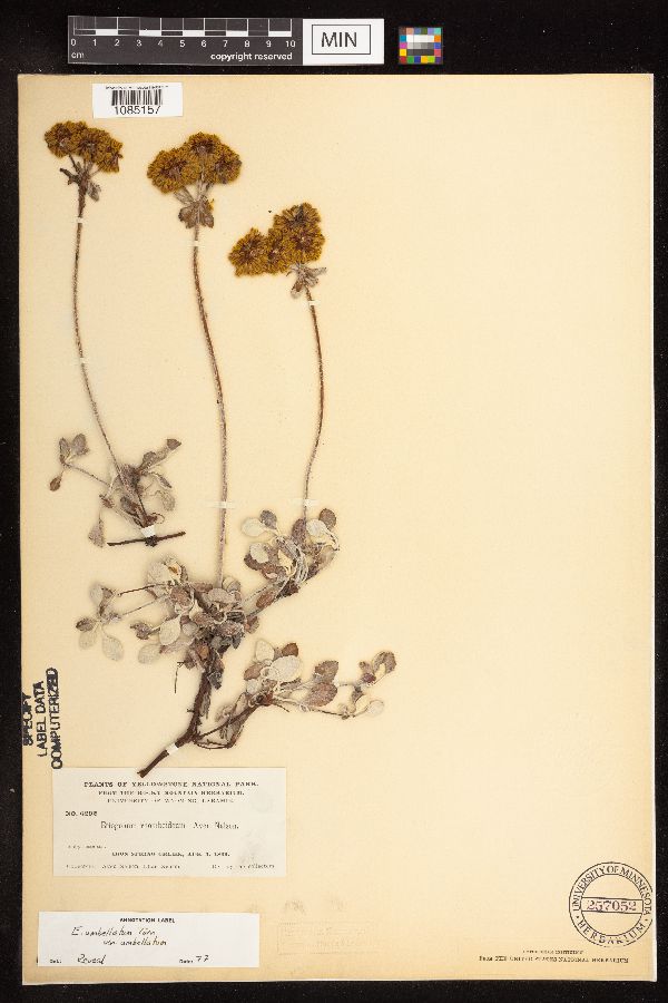 Eriogonum umbellatum var. umbellatum image