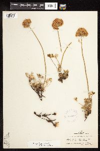 thumbnail image of current specimen