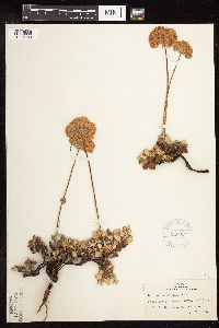 Eriogonum ursinum image