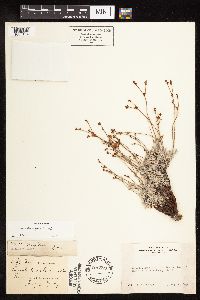 Eriogonum wrightii image