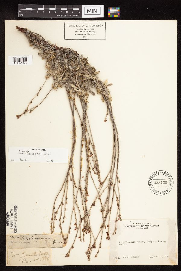 Eriogonum wrightii image