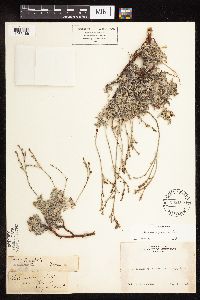 Eriogonum wrightii image