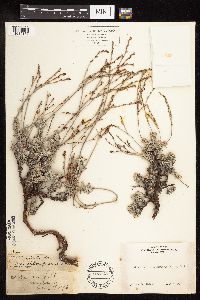 Eriogonum wrightii image
