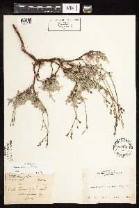 Eriogonum wrightii image