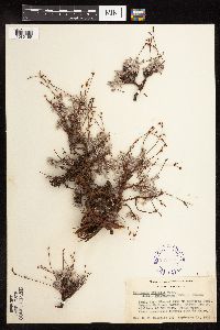 Eriogonum wrightii image