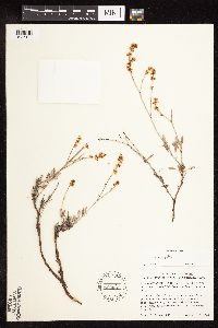 Eriogonum wrightii image