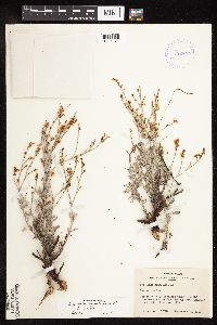 thumbnail image of current specimen