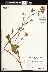 Fagopyrum esculentum image