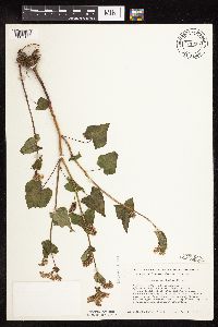 Fagopyrum esculentum image