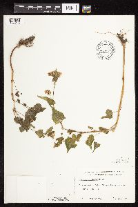 Fagopyrum esculentum image