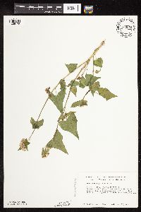 Fagopyrum esculentum image