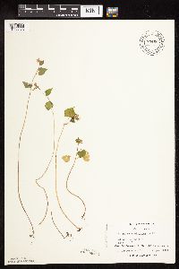 Fagopyrum esculentum image