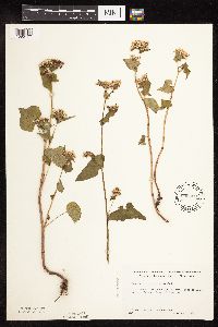 Fagopyrum esculentum image