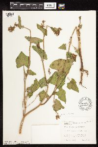 Fagopyrum esculentum image